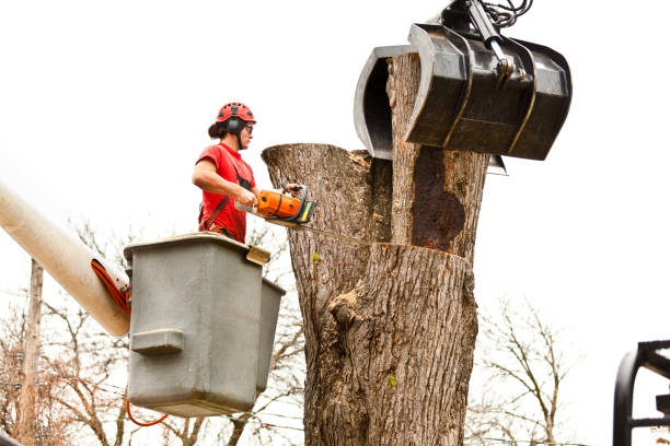 Best Tree Risk Assessment  in Hobart, OK